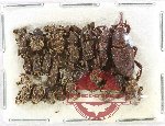 Scientific lot no. 1054 Curculionidae (21 pcs)