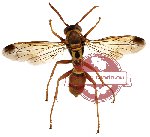 Hymenoptera sp. 54 (SPREAD)