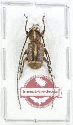 Cacia (Corethrophora) sp. 6 (A-)