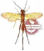Hymenoptera sp. 73 (SPREAD)
