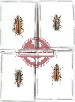 Scientific lot no. 29 Lagriidae (4 pcs)