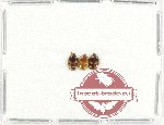 Scientific lot no. 232 Nitidulidae (3 pcs)