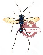 Hymenoptera sp. 74 (SPREAD) (A-)