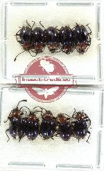Scientific lot no. 115 Endomychidae (10 pcs)
