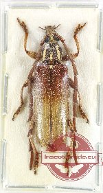 Coptopterus sp. 2A (A2)