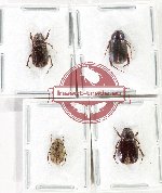 Scientific lot no. 298 Melolonthinae (4 pcs)