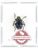 Chrysomelidae sp. 83