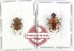 Scientific lot no. 1079 Coprophaga (2 pcs)