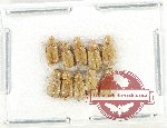 Scientific lot no. 1075 Coprophaga (10 pcs)
