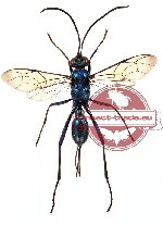 Hymenoptera sp. 75 (SPREAD)