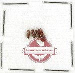 Bostrichidae Scientific lot no. 65 (4 pcs)
