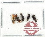 Malachidae Scientific lot no. 25 (5 pcs)