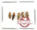 Malachidae Scientific lot no. 26 (5 pcs)