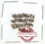 Hydraenidae Scientific lot no. 3 (47 pcs)