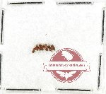Cryptophagidae Scientific lot no. 9 (7 pcs)
