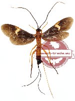 Hymenoptera sp. 79 (SPREAD)