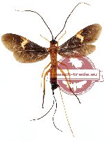 Hymenoptera sp. 79 (SPREAD)