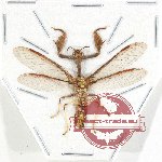 Scientific lot no. 17 Mantispidae (1 pc)