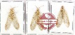 Scientific lot no. 17 Neuroptera (3 pcs)