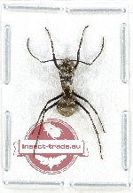 Polyrhachis sp. 2 (A2)