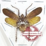 Fulgoridae (genus ?) sp. 12 (AA-)