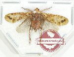 Fulgoridae (genus ?) sp. 11 (A-)