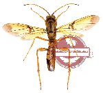 Hymenoptera sp. 82 (SPREAD)