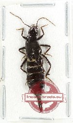 Dermaptera sp. 17 (A-)