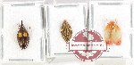 Scientific lot no. 41 Homoptera (3 pcs)