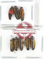 Scientific lot no. 42 Homoptera (8 pcs)