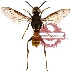 Hymenoptera sp. 84 (SPREAD)
