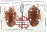 Scientific lot no. 1529 Heteroptera (Scutellarinae) (2 pcs)