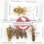 Scientific lot no. 1538 Heteroptera (6 pcs A2)