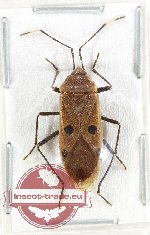 Pyrrhocoridae sp. 7 (A2)