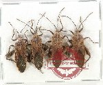 Scientific lot no. 1526 Heteroptera (Coreidae) (4 pcs)