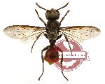 Hymenoptera sp. 85 (SPREAD)