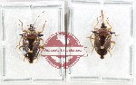 Scientific lot no. 1535 Heteroptera (Pentatomidae) (2 pcs A2)