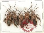 Scientific lot no. 1525 Heteroptera (Coreidae) (5 pcs A2)