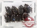 Scientific lot no. 1088 Coprophaga (8 pcs)