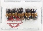 Scientific lot no. 1064 Coprophaga (5 pcs)