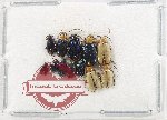 Scientific lot no. 665 Chrysomelidae (12 pcs)