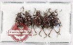 Scientific lot no. 661 Chrysomelidae (5 pcs)