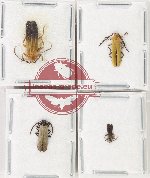 Scientific lot no. 56 Lycidae (4 pcs)