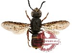 Hymenoptera sp. 86 (SPREAD)