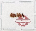 Scientific lot no. 1006 Carabidae (6 pcs)