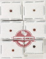 Scientific lot no. 163 Coccinelidae (6 pcs)