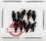 Malachidae Scientific lot no. 24 (10 pcs)