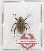 Curculionidae sp. 177