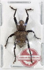 Curculionidae sp. 166