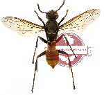 Hymenoptera sp. 87 (SPREAD)